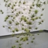 Flora_kao_cloud_3