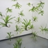 Flora_kao_out_of_water