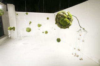 Dispersion,Meeson Pae Yang