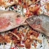Pollockfish_semiclean2
