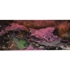 North-pink_paleomagnetism
