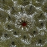 Ball_of_spines_ii__4__pr