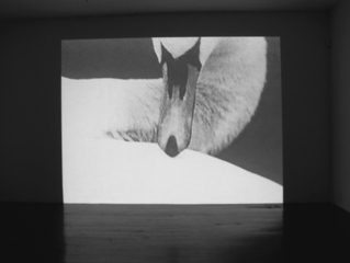 Swan,Alia Syed