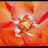Roseedit