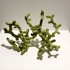 Pear_05