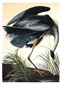 After_audubon_images_001