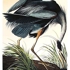 After_audubon_images_001