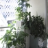 Flora_kao_lek_green