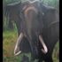 20110118081102-majestic