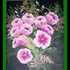 Glory_of_nature