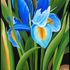 20110118112554-iris_12__x24__