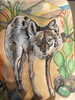 Sanfelipecoyote_003
