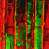 Red_and_green_copy