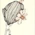Late_bloomer
