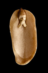 A. hypogaea albus (peanut elf), fig.2,Wendy Given