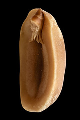 A. hypogaea albus (peanut elf), fig.9,Wendy Given